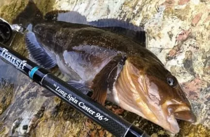 ビール瓶サイズのアイナメ画像