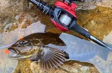 ライトロックでの良型アイナメキャッチ画像