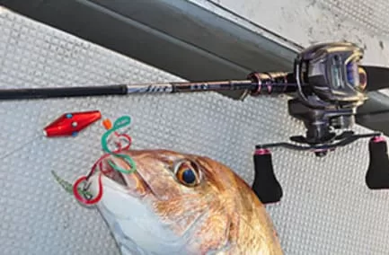 ダイワ紅牙をセットしたベイトタックルでのマダイ釣果画像