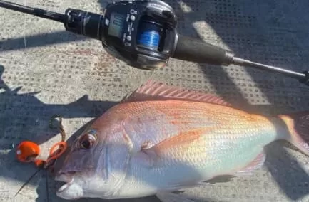 ICカウンター搭載ベイトリールでキャッチ刺した良型マダイ画像
