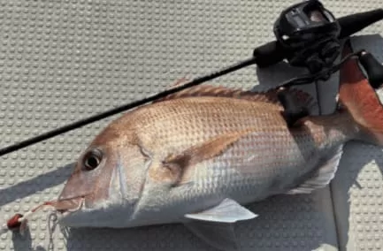 ベイトタックルで掛けた良型マダイ画像