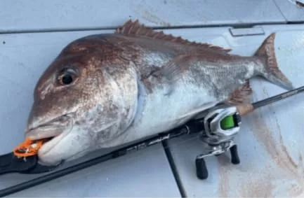 ベイトタイラバでキャッチされた大鯛画像