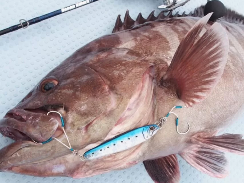 オフショアジギングターゲットの底物代表格のアラ画像