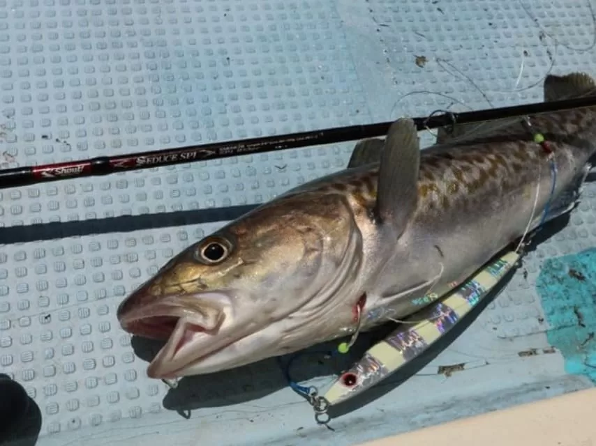 数釣りも夢ではない良型マダラ画像