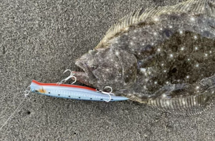 サーフでキャッチされた良型ヒラメの画像