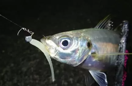 ジグ単釣果画像