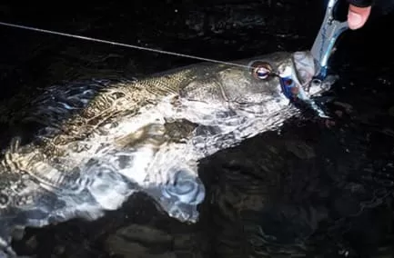 河川でヒットした良型シーバス画像