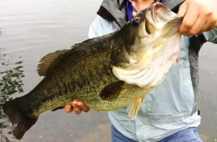 巻き物ルアーでキャッチしたランカーブラックバス画像