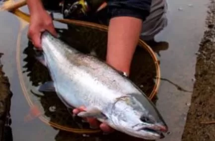 河川中流域でキャッチされた晩春のサクラマス釣果画像