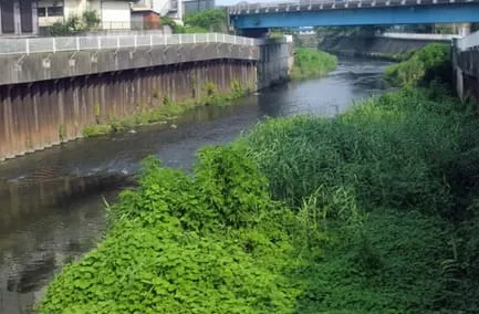 シーバスの遡上域であるボサ川や里川の画像