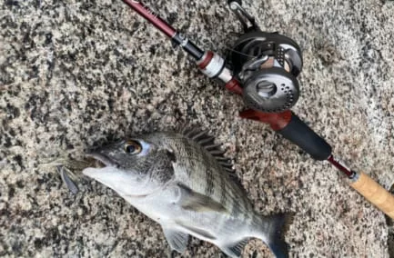 ベイトチニング釣果画像