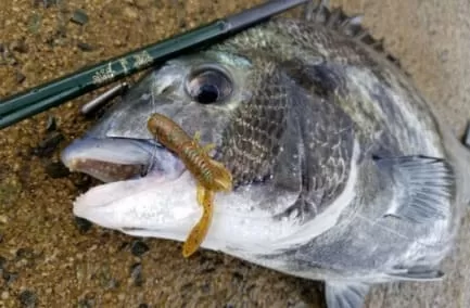 ベストコンディションの良型チヌキャッチ画像