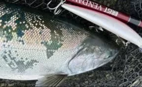 ロングベイトタックル+大型ミノーでキャッりした良型海サクラマス画像