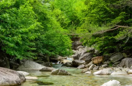 雪解けも終わって緑が芽吹き始めた山岳渓流の風景画像